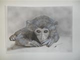 Retrato primate